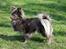 Chihuahua Valentino Del Modisto - Koda - 30 marts 2014