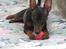 Dvaergpinscher Rødkildes Nyah