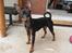 Dvaergpinscher Rødkildes Nyah