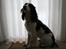 Engelsk springer spaniel balto