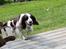 Engelsk springer spaniel balto