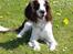 Engelsk springer spaniel balto