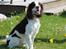 Engelsk springer spaniel balto