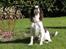 Engelsk springer spaniel balto