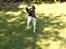 Engelsk springer spaniel balto