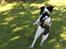 Engelsk springer spaniel balto