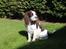 Engelsk springer spaniel balto
