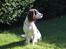 Engelsk springer spaniel balto
