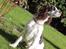 Engelsk springer spaniel balto