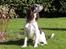 Engelsk springer spaniel balto