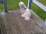 Coton de tulear Knud