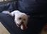 Coton de tulear Knud