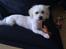 Coton de tulear Knud