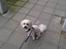 Coton de tulear Knud