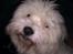 Coton de tulear Knud