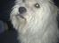Coton de tulear Knud