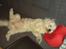 Coton de tulear Knud