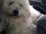 Coton de tulear Knud
