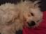 Coton de tulear Knud