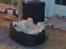 Coton de tulear Knud
