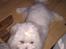 Coton de tulear Knud
