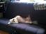 Coton de tulear Knud