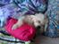 Coton de tulear Knud