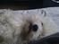 Coton de tulear Knud