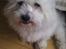 Coton de tulear Knud