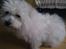 Coton de tulear Knud