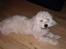 Coton de tulear Knud
