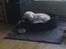 Coton de tulear Knud