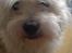 Coton de tulear Knud