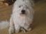 Coton de tulear Knud