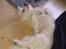 Coton de tulear Knud
