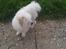 Coton de tulear Knud
