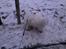 Coton de tulear Knud