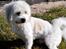 Coton de tulear Knud