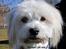Coton de tulear Knud