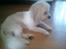 Coton de tulear Knud