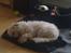 Coton de tulear Knud