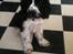 Cocker spaniel Aston