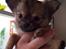 Chihuahua Al`Gisimo `s Adelita, Kaldenavn : Alma - Nutte pigen 