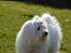 Coton de tulear Charlie - Dejlige Charlie...