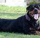 Rottweiler Vom Hause Wenorra Fadia