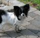 Papillon Putte