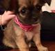 Chihuahua Fanny