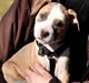 Staffordshire bull terrier Blanding | Eiwa