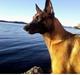 Malinois Green basilisk's Avery .... Cosha 