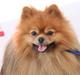 Pomeranian Chippy "Chips"